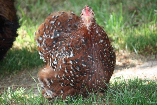 Gard (30) :  la  grippe aviaire : vers une crise alimentaire ? A  la recherche de solutions pour les petits élevages..  