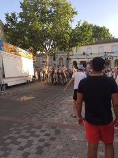  Feria de Caissargues - Honneur aux traditions.  