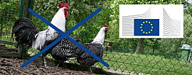 La dernière de l ‘Union : interdire l’ elevage de poules !!! 