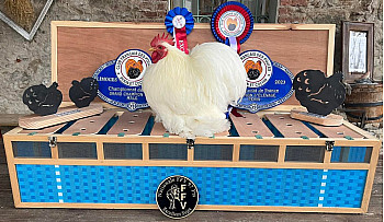 ProNaturA - France : une avancée pour la protection des petits élevages et dans les mesures de défense contre la grippe aviaire. 