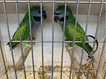 ProNaturA - France à la 41 ème édition de la Foire aux Oiseaux de Pontivy. Le pays de Cocagne pour les amoureux des oiseaux  !