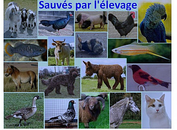 ProNaturA-France met en relation les passionnés d’animaux : plumes, poils ou écailles ! Première réunion  jeudi 16 novembre 20 h en visio . 