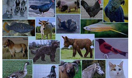 ProNaturA-France met en relation les passionnés d’animaux : plumes, poils ou écailles ! Première réuni..