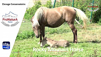 ProNaturA-France vous fait découvrir le 'Rocky Mountain Horse'