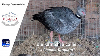 ProNaturA France vous fait découvrir 'Oie Kamichi à collier'