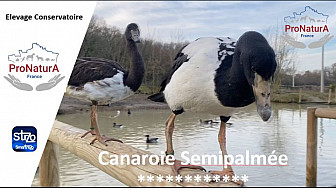 ProNaturA-France vous fait découvrir la 'Canaroie Semipalmée'