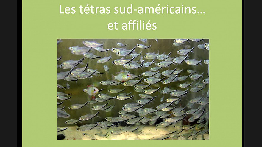 FFA - Fédération Française d'Aquariophilie : Les Tétras sud-américains et affiliés - Conférence de Philippe Chevoleau 