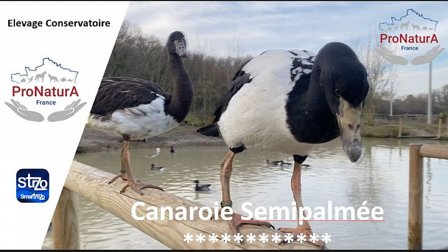 ProNaturA-France vous fait découvrir la 'Canaroie Semipalmée'